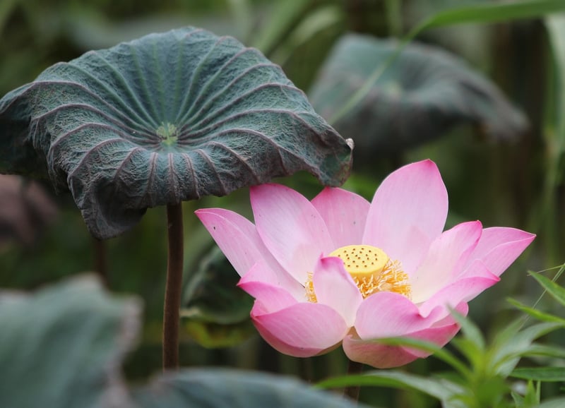Lotus pose meditation